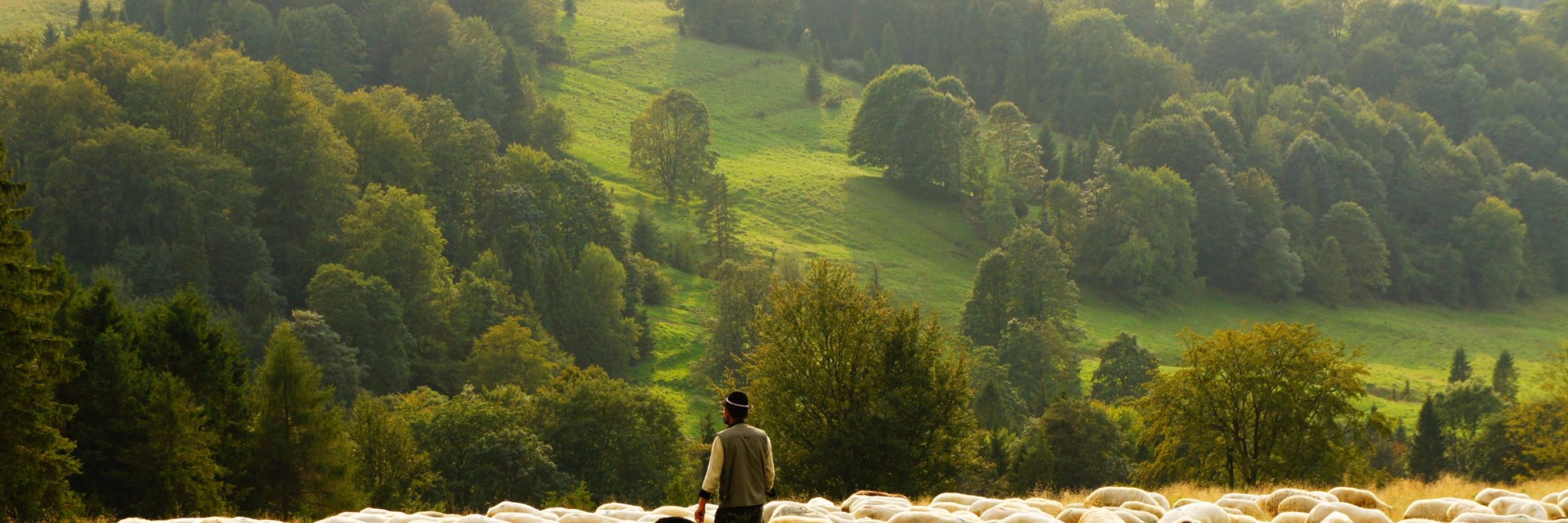 green-field