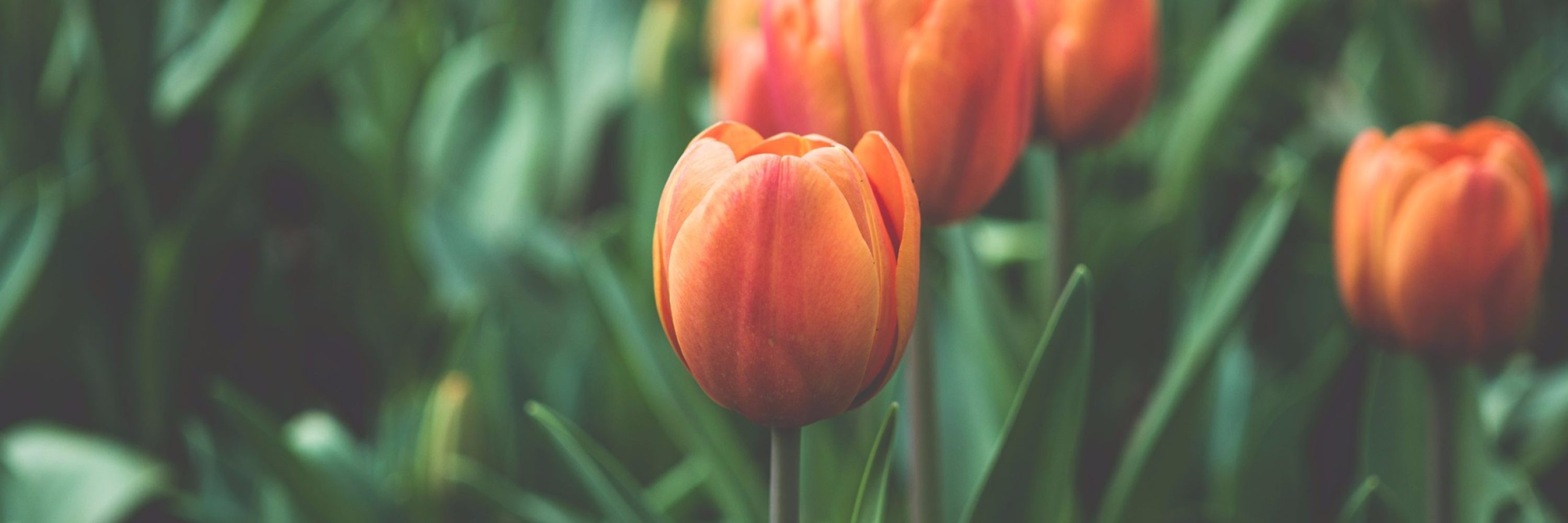 orange-tulip